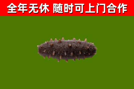 开封烟酒回收干海参.jpg